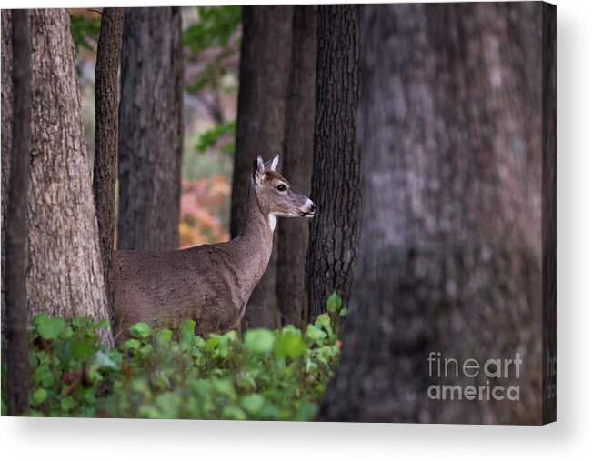 Deer Acrylic Print featuring the photograph Blending In by Andrea Silies