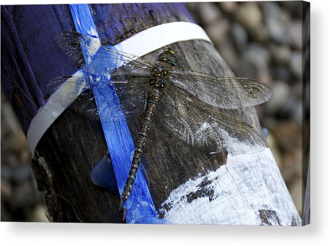 Dragon Fly Acrylic Print featuring the photograph Blending In by Ellery Russell