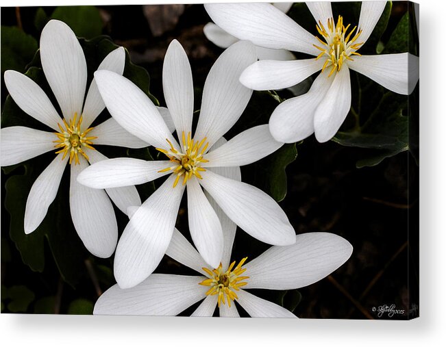 White Acrylic Print featuring the photograph Sanguinaria by Skip Tribby