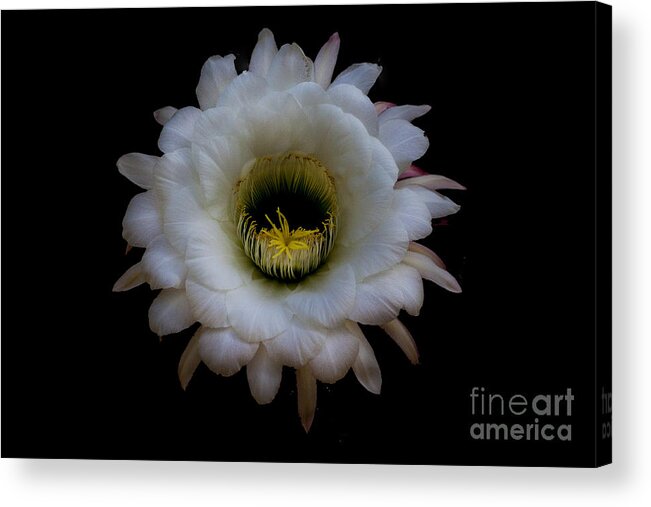 Night Bloomer Acrylic Print featuring the photograph Blooming Echinopsis candicans by Ruth Jolly