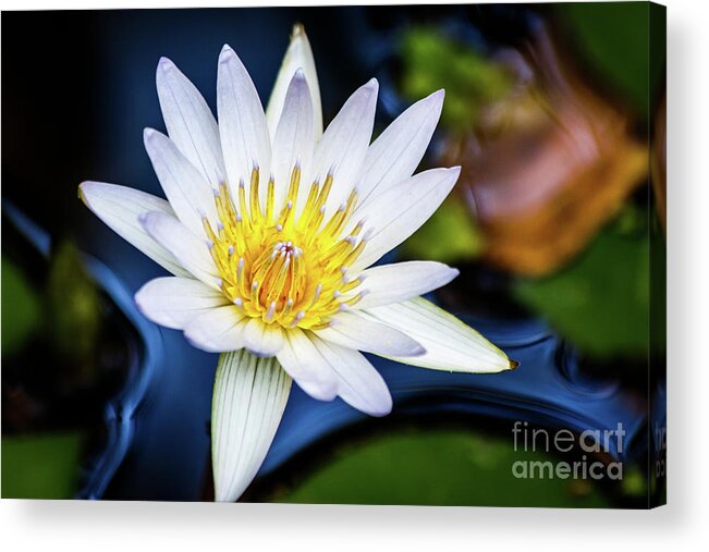 Lily Acrylic Print featuring the photograph Blooming by Les Greenwood
