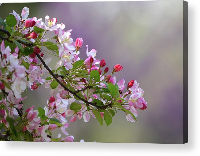 Flower Acrylic Print featuring the photograph Blossoms and Bokeh by Ann Bridges