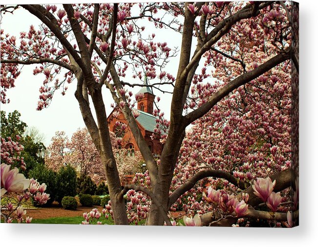Cherry Blossoms Acrylic Print featuring the photograph Blossoms at The Castle by Frank Garciarubio
