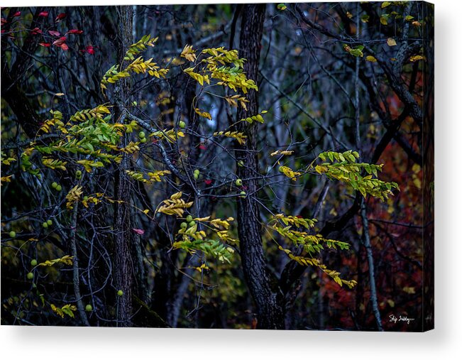 Leaves Acrylic Print featuring the photograph Blowin' in the Wind by Skip Tribby