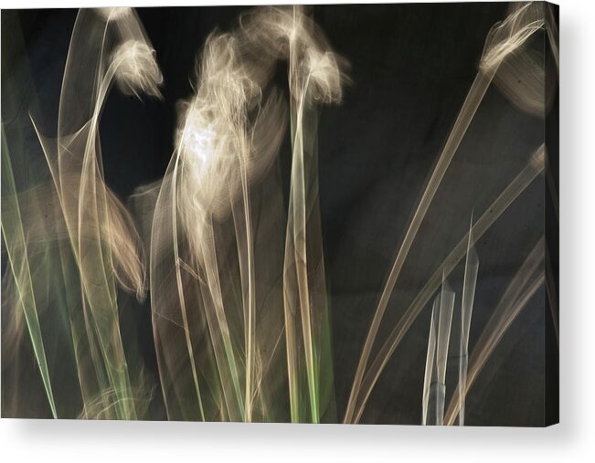 Blowing In The Wind Acrylic Print featuring the photograph Blowing in the Wind by Roger Mullenhour