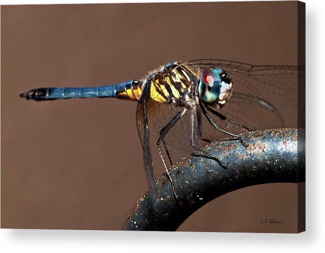 Dragonfly Acrylic Print featuring the photograph Blue and Gold Dragonfly by Christopher Holmes