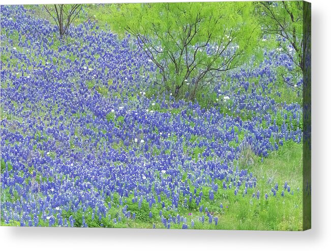 Camera Acrylic Print featuring the photograph Blue bonnets,Poppies and Willow tree. by Usha Peddamatham