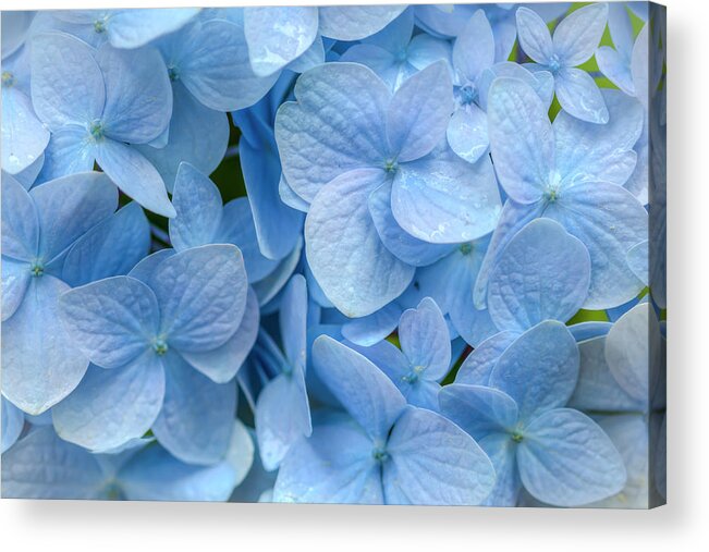 Hydrangea Acrylic Print featuring the photograph Blue Cluster by Kristina Rinell
