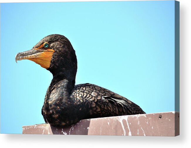 Duck Acrylic Print featuring the photograph Blue Eye by Richard Ortolano