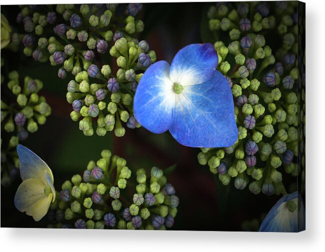 Blue Acrylic Print featuring the photograph Blue Flower by Catherine Lau