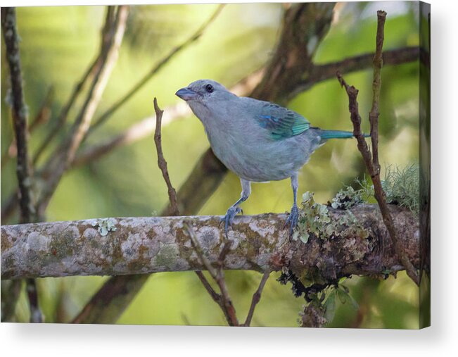 Alcazares Acrylic Print featuring the photograph Blue Gray Tanager Alcazares Manizales Colombia by Adam Rainoff