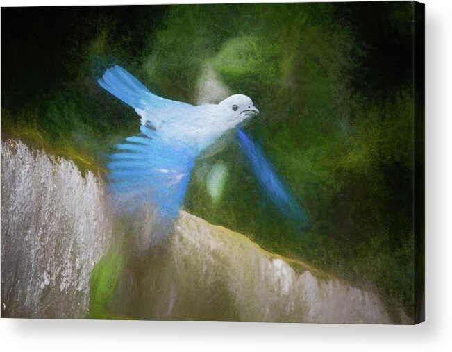 Bird Acrylic Print featuring the photograph Blue Gray Tanager Parque del Cafe Colombia by Adam Rainoff