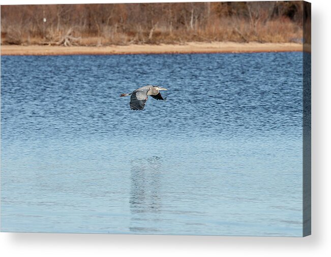 Nature Acrylic Print featuring the photograph Blue Heron by Doug Long