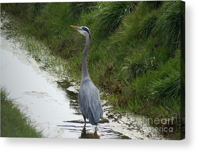 Heron Acrylic Print featuring the photograph Blue Heron by Louise Magno