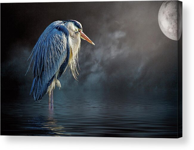 Great Blue Heron Acrylic Print featuring the photograph Blue Heron Moon by Brian Tarr