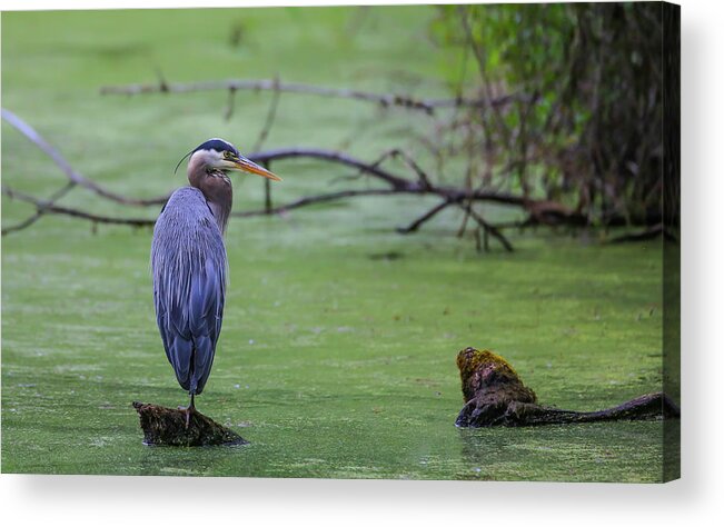 Sam Amato Photography Acrylic Print featuring the photograph Blue Herron by Sam Amato