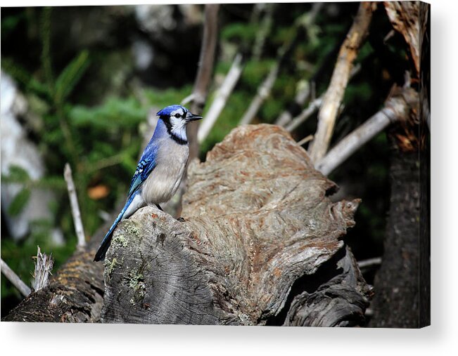 Algonquin Park Acrylic Print featuring the photograph Blue Jay 3 by Gary Hall