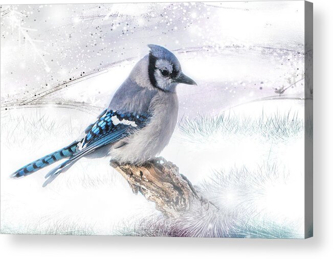 Blue Acrylic Print featuring the photograph Blue Jay Snow by Patti Deters