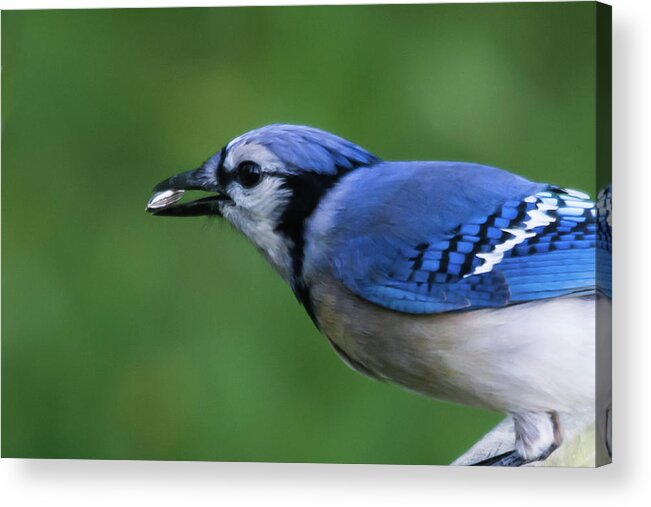 Blue Jay Acrylic Print featuring the photograph Blue Jay With Seed by John Benedict