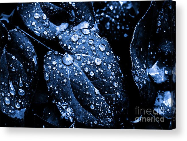 Blue Knight Acrylic Print featuring the photograph Blue Knight by Rachel Cohen