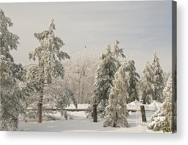 Winter Acrylic Print featuring the photograph Blue Knob Winter by Lois Bryan