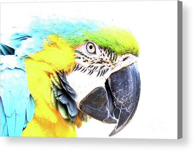 Parrot Acrylic Print featuring the photograph Blue Macaw by Becqi Sherman