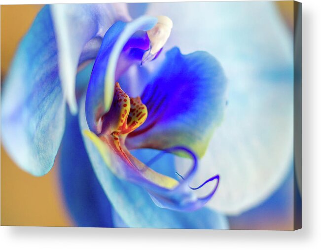 Blue Acrylic Print featuring the photograph Blue Orchid by Stelios Kleanthous