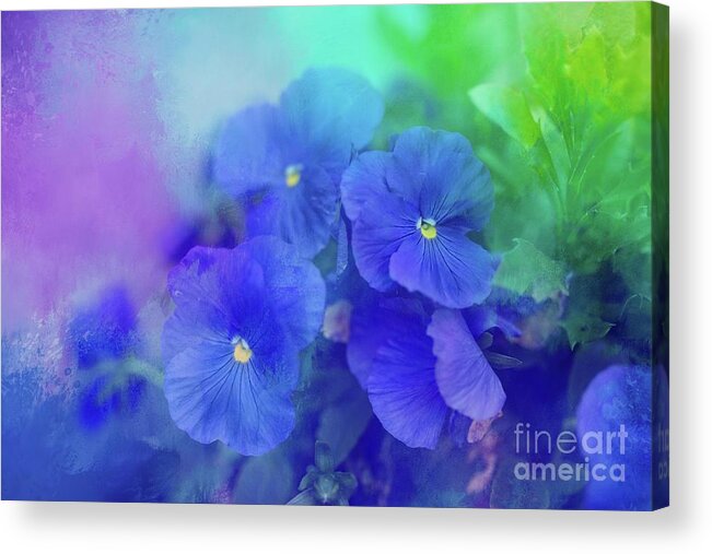Pansies Acrylic Print featuring the photograph Blue Pansies by Eva Lechner
