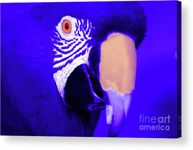 Blue Acrylic Print featuring the photograph Blue Parrot by Rich Collins