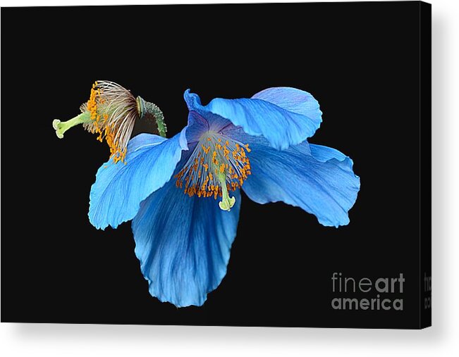 Poppy Acrylic Print featuring the photograph Blue Poppies by Cindy Manero