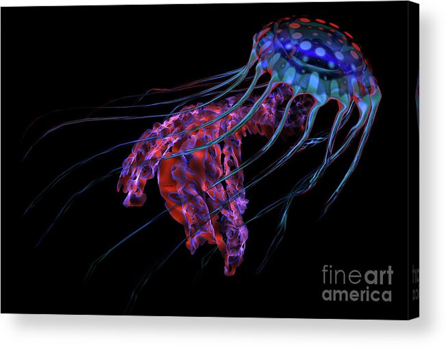 Jellyfish Acrylic Print featuring the digital art Blue Red Jellyfish on Black by Corey Ford