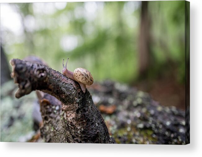 Va Mountains Acrylic Print featuring the photograph Blue Ridge Snail by Doug Ash