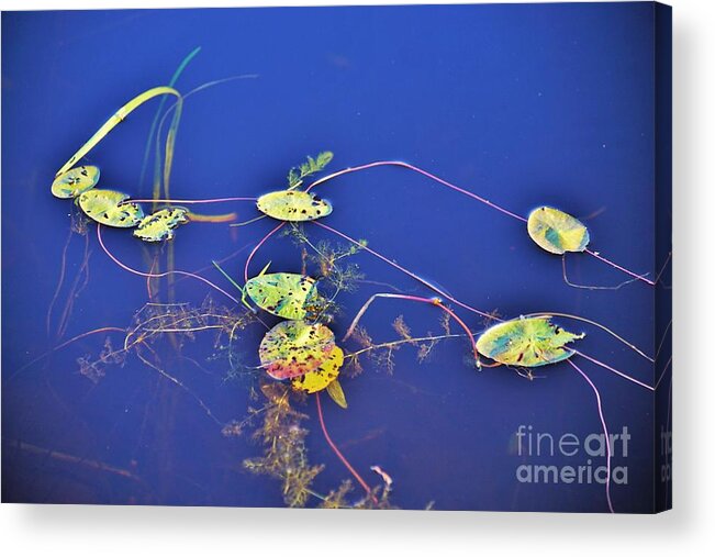 Lilly Pads Acrylic Print featuring the photograph Blue surroundings by Merle Grenz