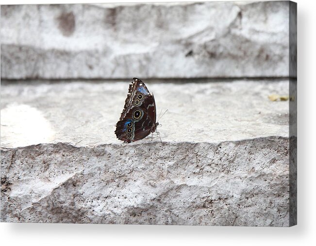 Butterfly Acrylic Print featuring the photograph Blue Velvet by Christine Chin-Fook