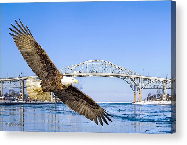 Eagle Acrylic Print featuring the photograph Blue water American Bald Eagle by LeeAnn McLaneGoetz McLaneGoetzStudioLLCcom