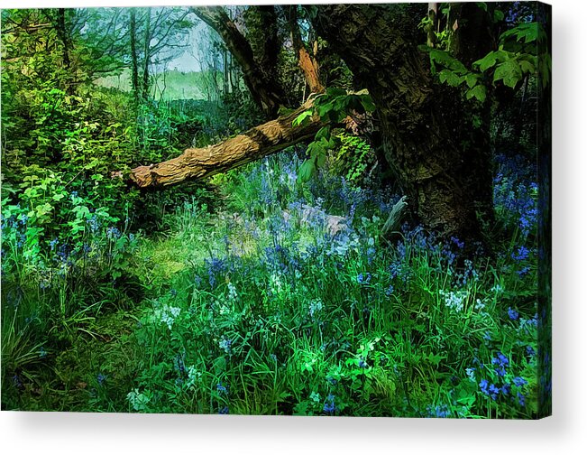 Bluebells Acrylic Print featuring the photograph Bluebell time by Brian Tarr