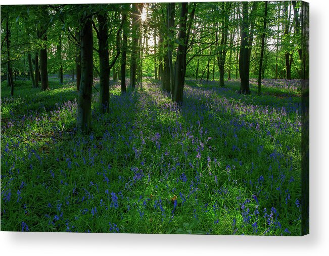 Bluebells Acrylic Print featuring the photograph Bluebells in Oxey Woods by Nick Atkin