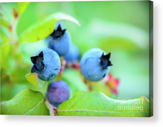 Maine Wild Blueberries Acrylic Print featuring the photograph Blueberries Up Close by Alana Ranney
