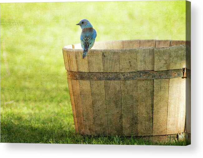 Western Bluebird Acrylic Print featuring the photograph Bluebird Resting on Bucket, Textured by Susan Gary