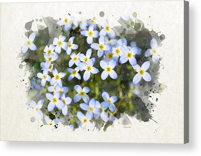 Blue Flowers Acrylic Print featuring the mixed media Bluet Flowers Watercolor Art by Christina Rollo