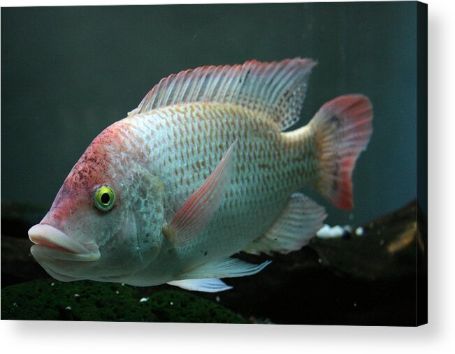 Jennifer Bright Acrylic Print featuring the photograph Blushing Tilapia by Jennifer Bright Burr