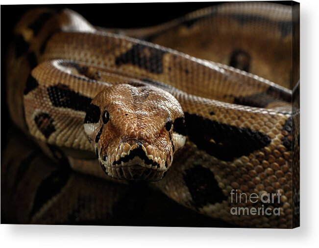 Boa Acrylic Print featuring the photograph Boa constrictor imperator color, on isolated black background by Sergey Taran