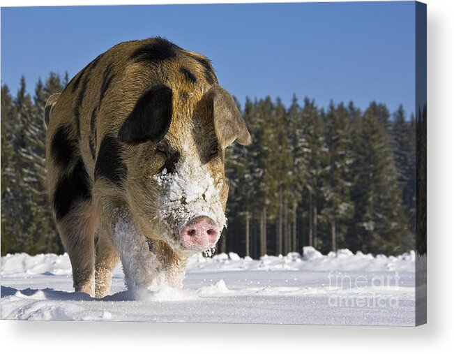 Boar Acrylic Print featuring the photograph Boar Walking In Snow by Jean-Louis Klein & Marie-Luce Hubert