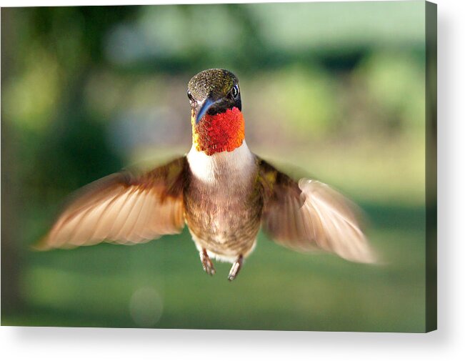Bird Acrylic Print featuring the photograph Boastful by Bill Pevlor