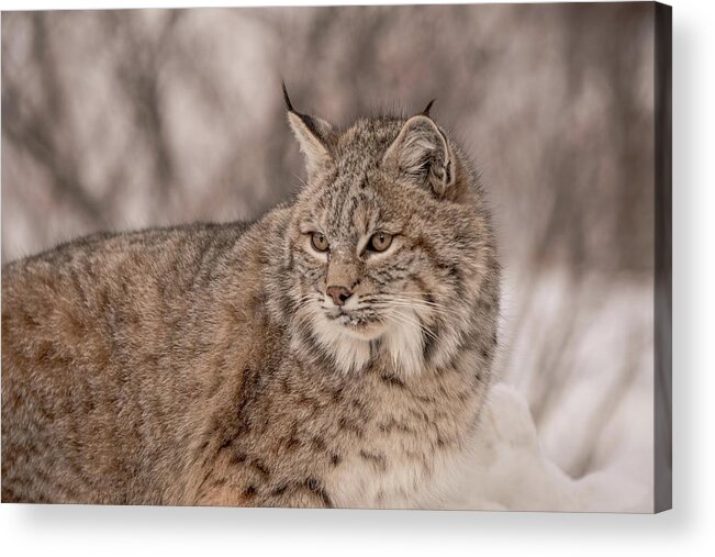 Bobcat Acrylic Print featuring the photograph Bobcat study by Patricia Dennis