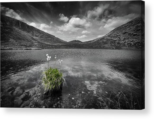 Bog Acrylic Print featuring the photograph Bog Cotton on Blue Lough by Nigel R Bell