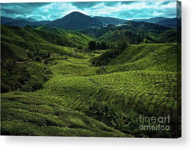 Malaysia Acrylic Print featuring the photograph BOH Tea Plantation in the Cameron Highlands, Pahang, Malaysia, Southeast Asia by Sam Antonio