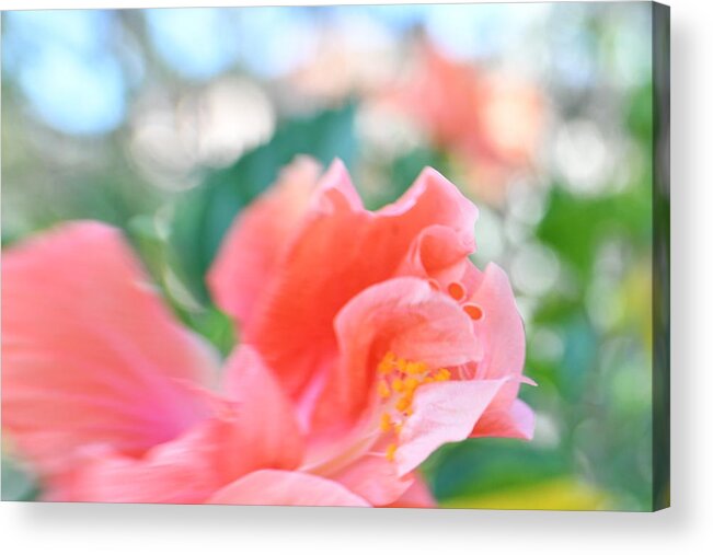 Flower Acrylic Print featuring the photograph Bokeh Hibiscus by Artful Imagery