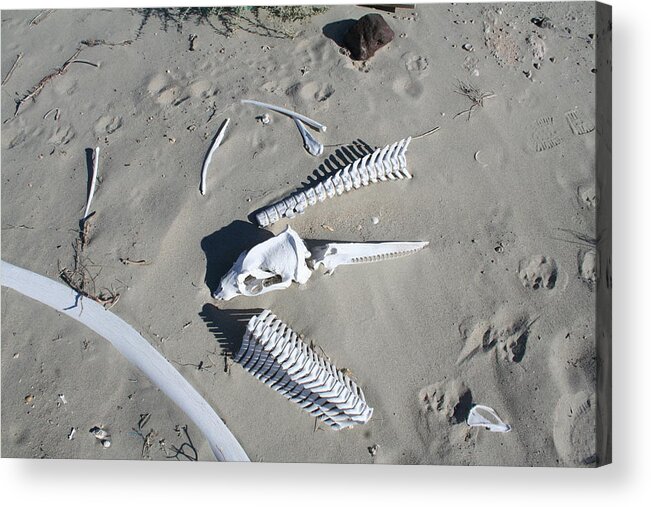 Bones Acrylic Print featuring the photograph Bones on the beach 1 by Laura Smith