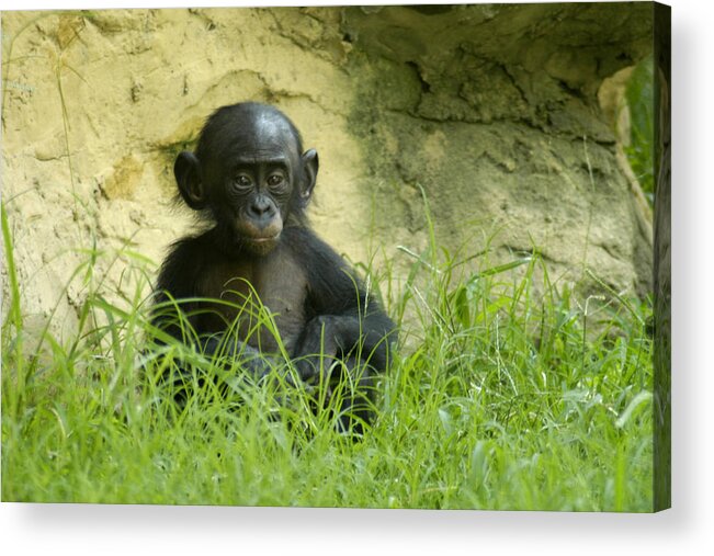 Bonobo Acrylic Print featuring the photograph Bonobo Tyke by DArcy Evans